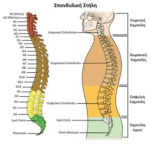 σπονδυλική στήλη